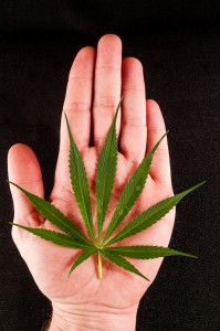 Blooming Cannabis Marijuana Green Ripe Buds Flowers