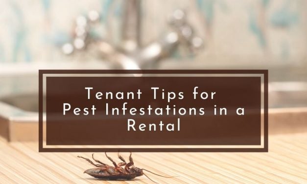 Tenant Tips for Pest Infestations in a Rental