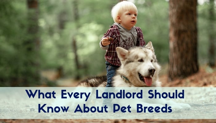 What Every Landlord Should Know About Pet Breeds