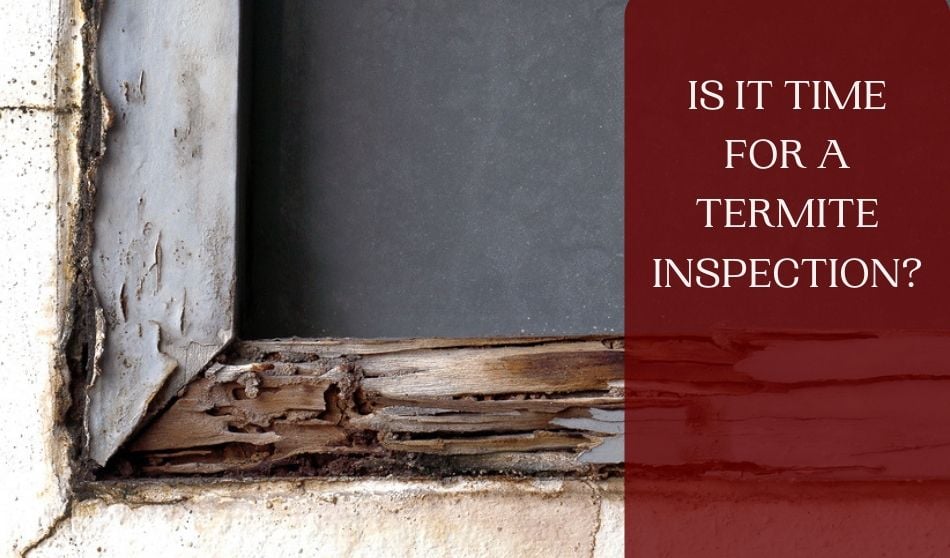 Is it Time for a Termite Inspection?