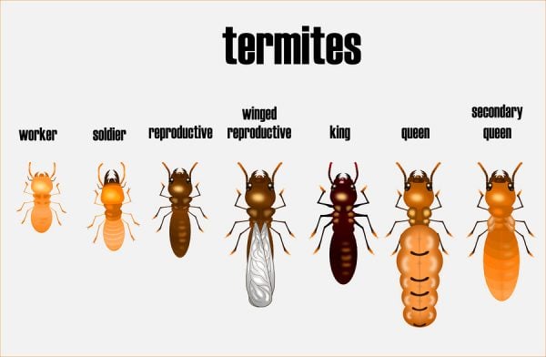 Termite Colony