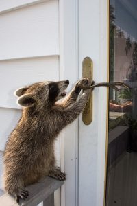 How to Get Rid of Raccoons