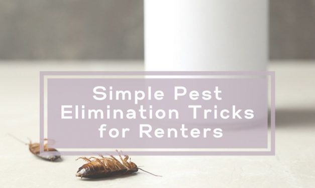 Simple Pest Elimination Tricks for Renters