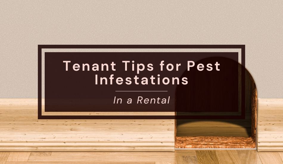 Tenant Tips for Pest Infestations in a Rental