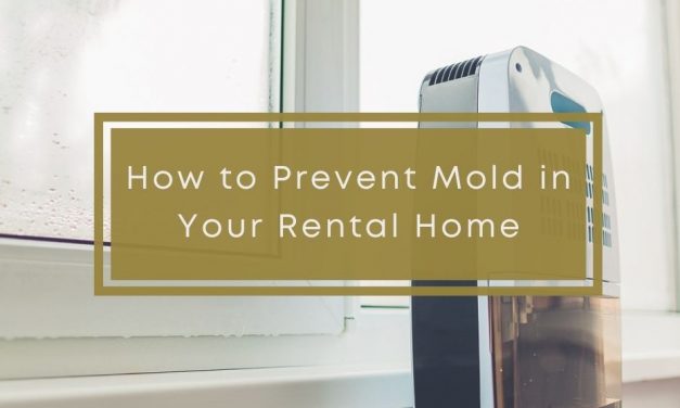 How to Prevent Mold in Your Rental Home