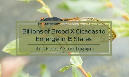 Billions of Brood X Cicadas to Emerge in 15 States | Infographic