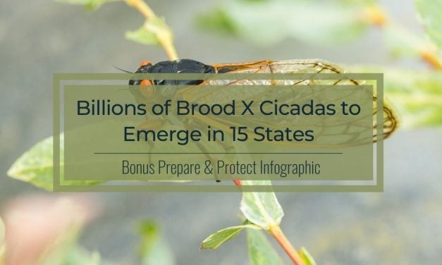 Billions of Brood X Cicadas to Emerge in 15 States | Infographic