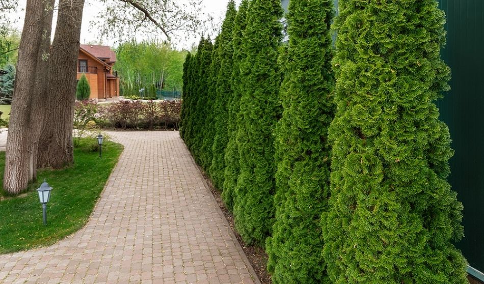Privacy trees for your rental property 