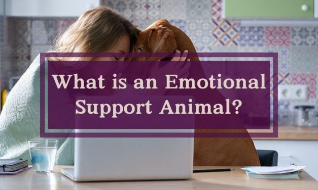 What is an Emotional Support Animal?