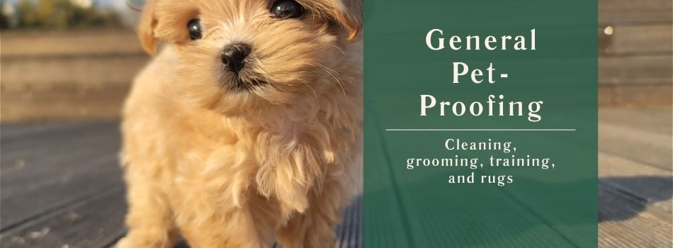 General Pet-Proofing for Renters