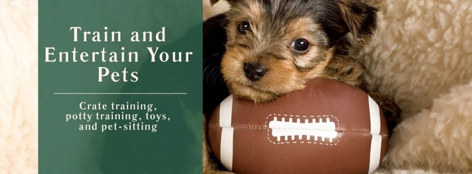 Train and Entertain Your Pets