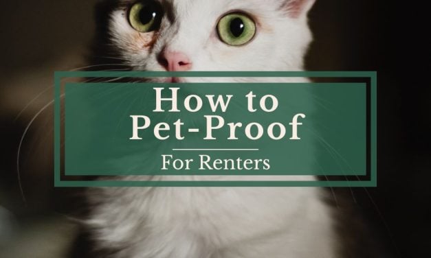 How to Pet-Proof for Renters