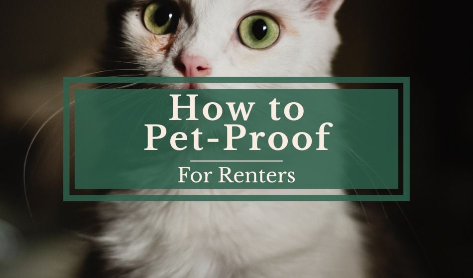 How to Pet-Proof for Renters